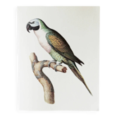 Plates of the bestiary from the Natural History Museum, Mustached Parakeet.
