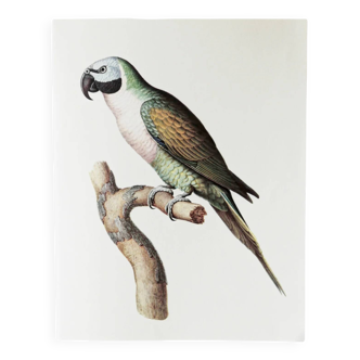 Plates of the bestiary from the Natural History Museum, Mustached Parakeet.