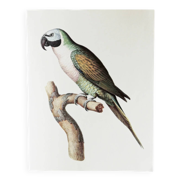 Planches de bestiaire muséum d'histoire naturelle Perruche à moustache