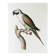 Plates of the bestiary from the Natural History Museum, Mustached Parakeet.