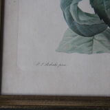 Framed engraving by PJ Redouté