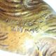 Book-greenhouses Napoleon III gilded bronze signed, Wolves on marble terrace