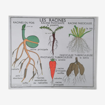 Ancienne affiche rossignol botanique, la plante-les racines