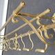 Wall coat rack 1900