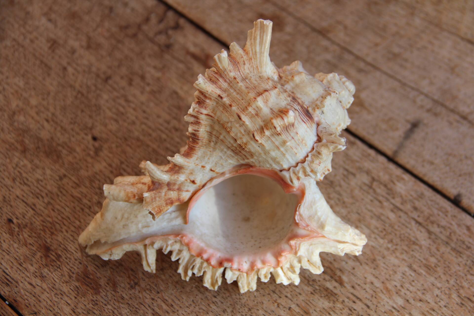 Murex shell