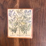 10 "herbarium" frames