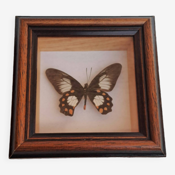 Butterfly under glass