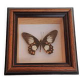 Papillon sous verre
