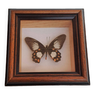 Butterfly under glass