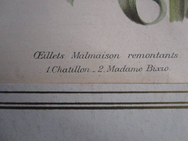 Old botanical engraving "carnations"