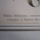 Old botanical engraving "carnations"