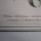 Old botanical engraving "carnations"