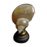 Shell turbo bruneus pearl on base