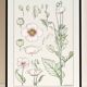 “Poppy” poster, after an Art Nouveau lithograph from 1897