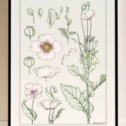 “Poppy” poster, after an Art Nouveau lithograph from 1897