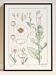 “Poppy” poster, after an Art Nouveau lithograph from 1897