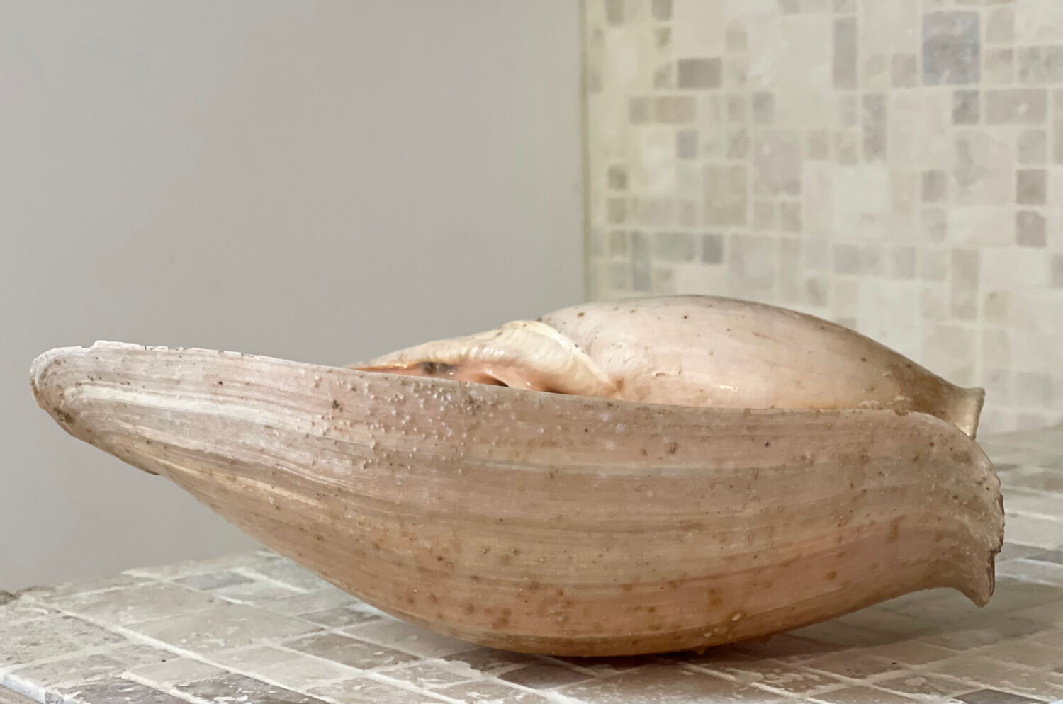 Large Melo Amphora seashell.