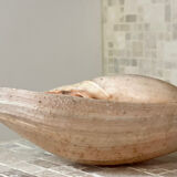 Large Melo Amphora seashell.