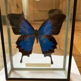 Papillon dans cadre