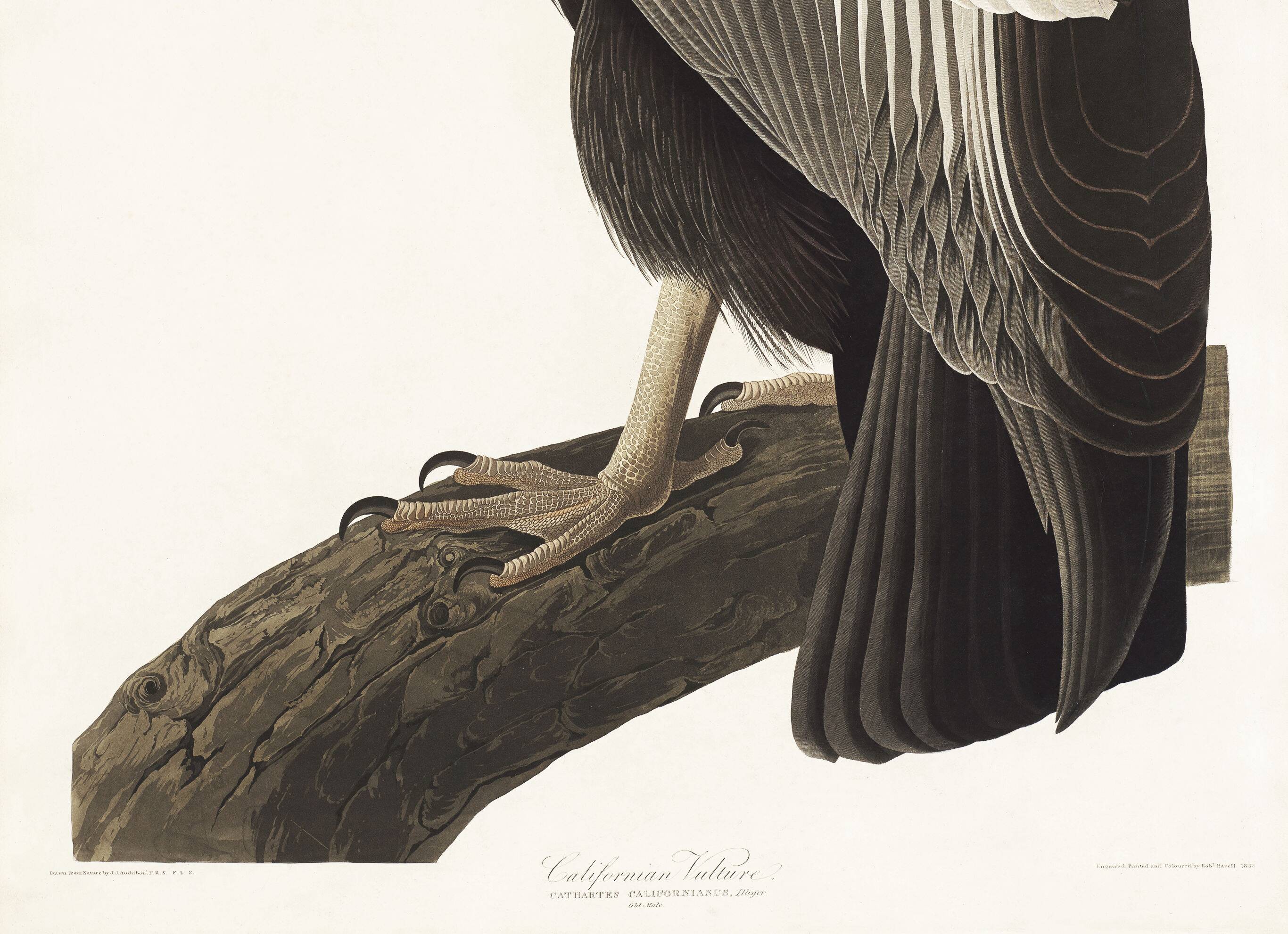 Poster about the California Condor, based on an old engraving from 1827.