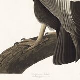 Poster about the California Condor, based on an old engraving from 1827.