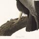 Poster about the California Condor, based on an old engraving from 1827.