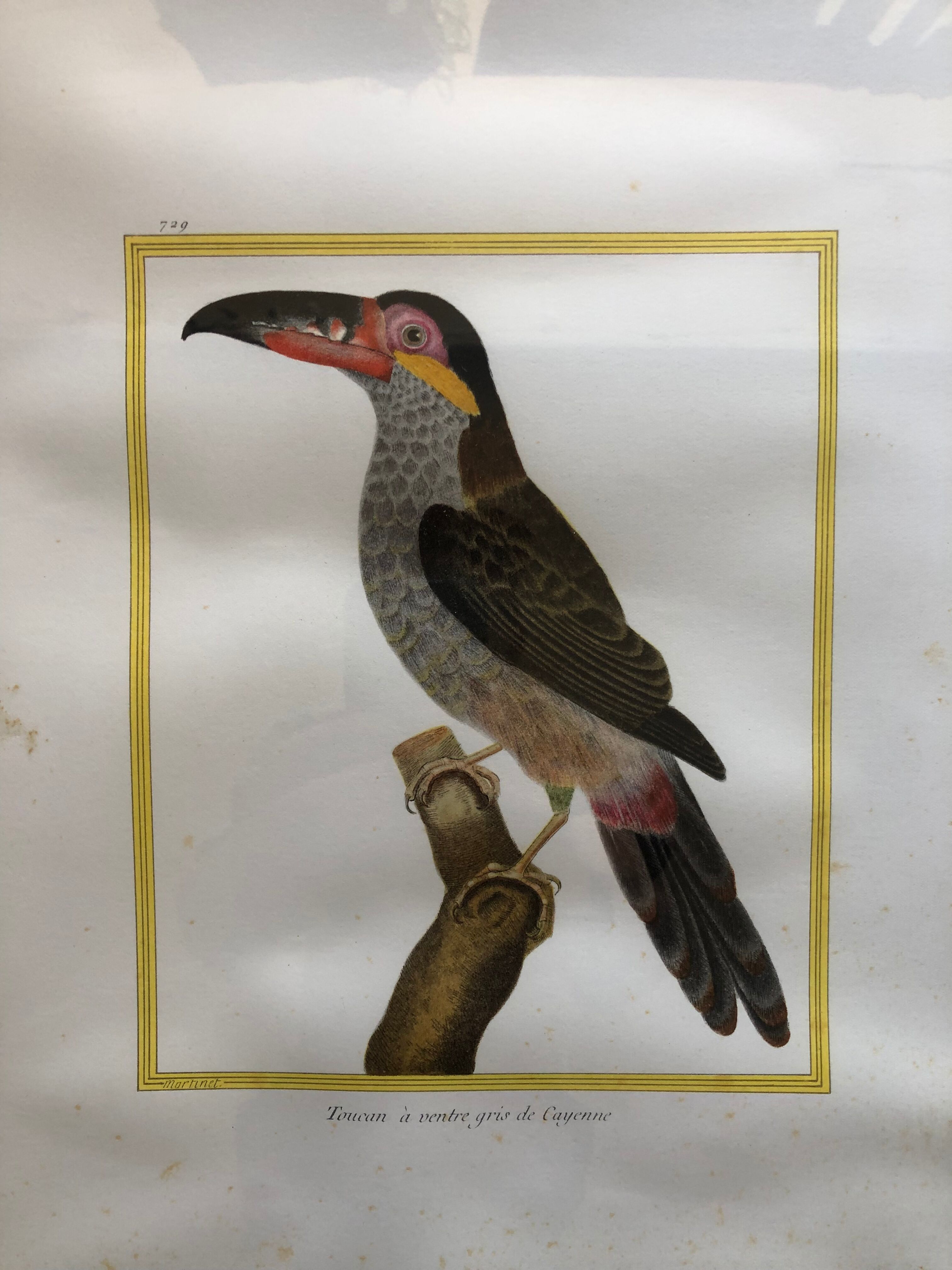 Toucan bird frame