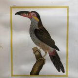 Toucan bird frame