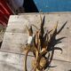 Pair of gold metal sconces decorated with wheat cob