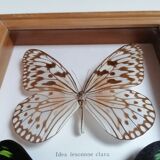 Butterflies taxidermy