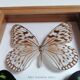Papillons taxidermie