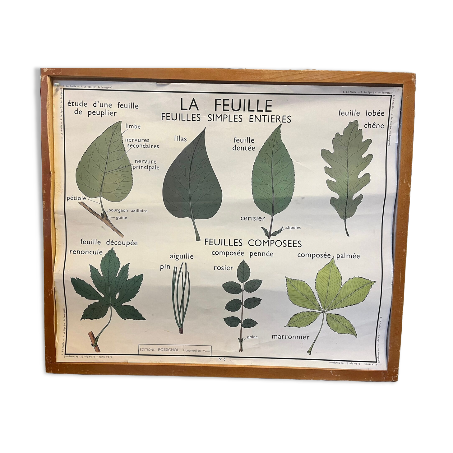 Food and/or Vegetable Poster - The Leaf and the Stems - Rossignol