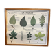 Food and/or Vegetable Poster - The Leaf and the Stems - Rossignol