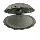 Beurrier coquillage