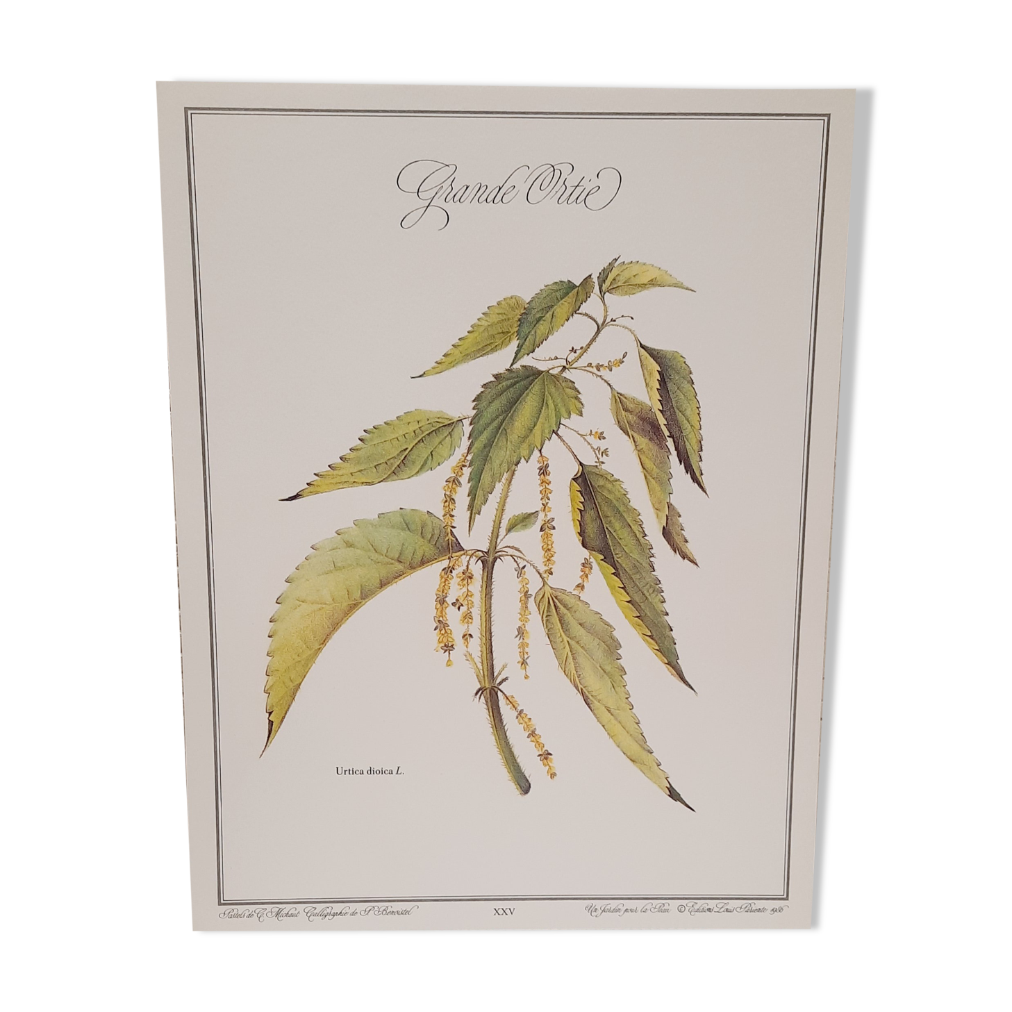 Botanical plate, nettle