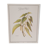Botanical plate, nettle