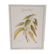 Planche botanique, ortie