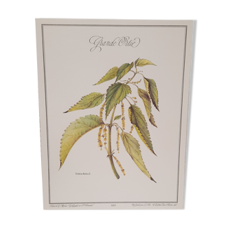 Botanical plate, nettle