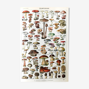 Botanical Board Mushrooms 1922