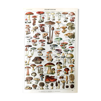 Planche botanique champignons 1922