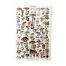 Planche botanique champignons 1922