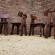 Dutch brutalist solid oak dining chairs, 1970s, set of 4
