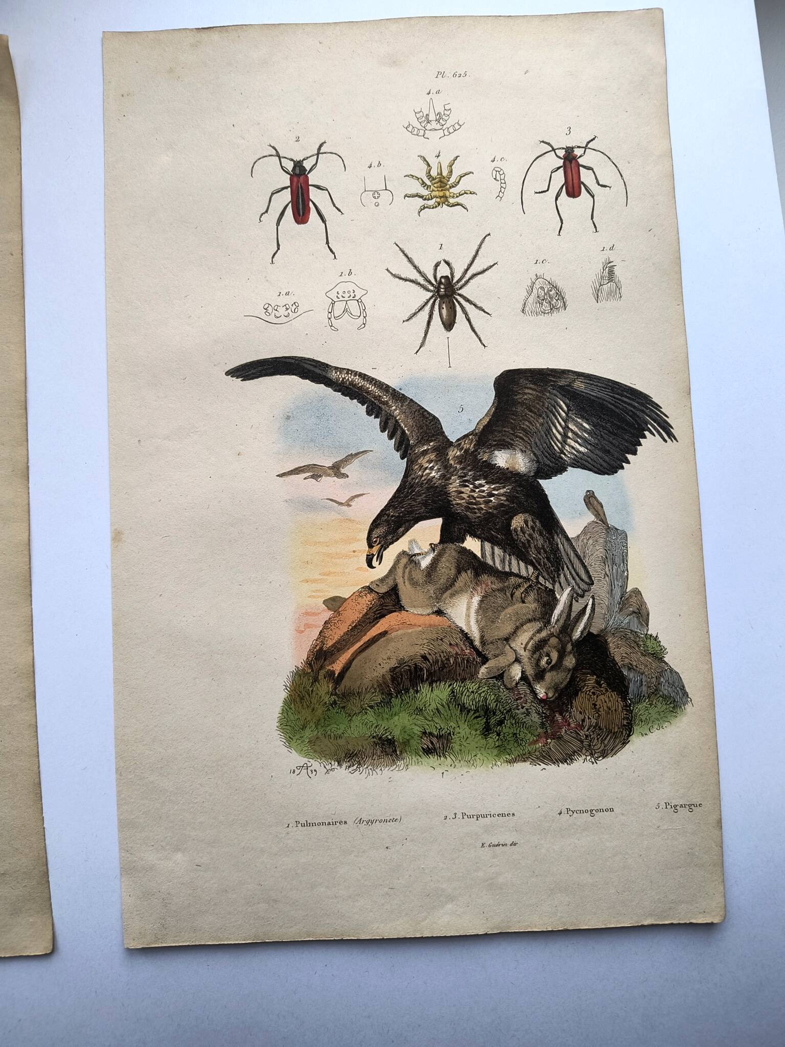 Lot of 3 old engravings from 1839 - Crickets and birds of prey - Colored plates