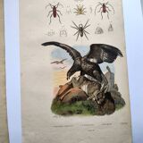Lot of 3 old engravings from 1839 - Crickets and birds of prey - Colored plates