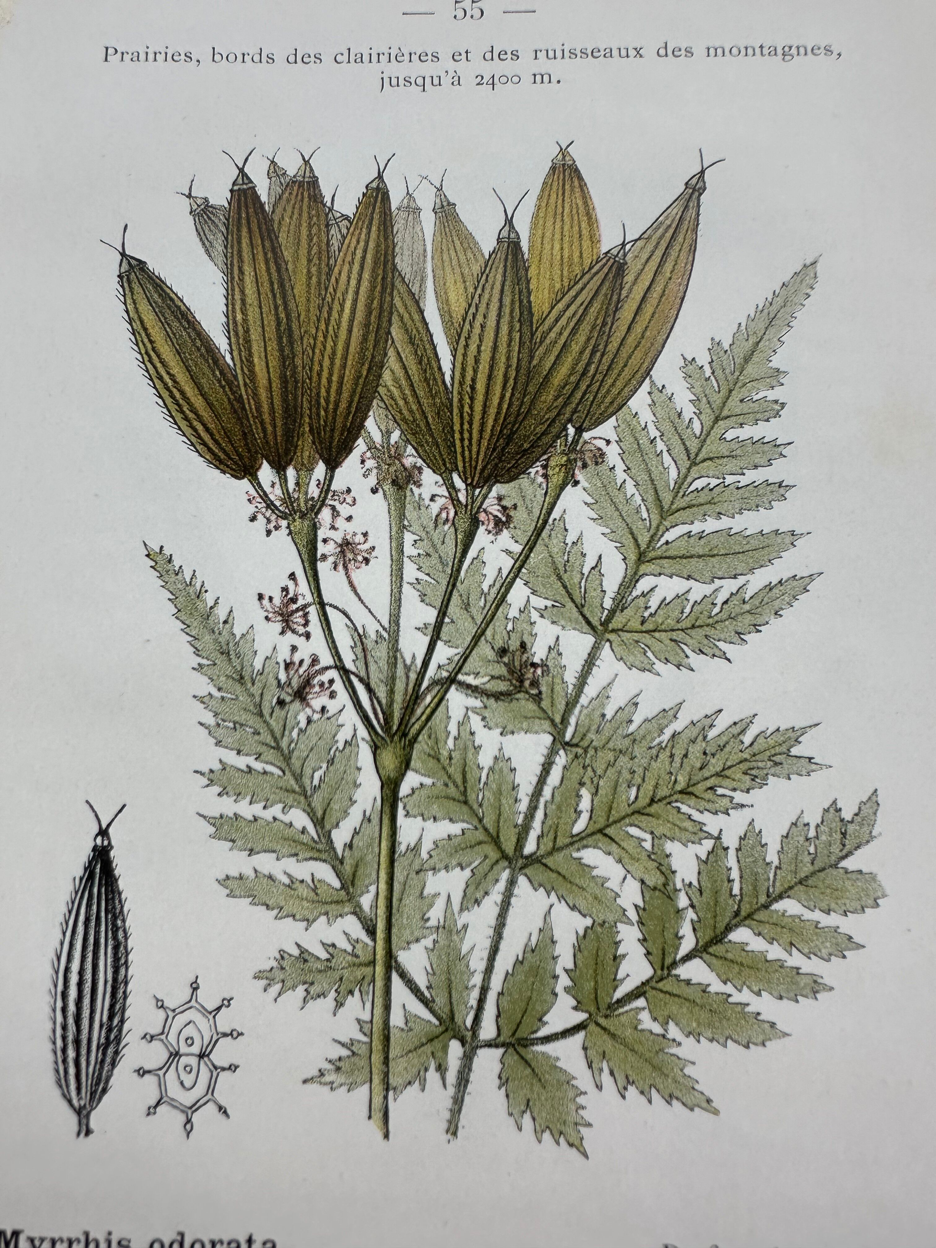 Naturalist plate lithograph old flowers