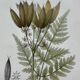 Naturalist plate lithograph old flowers