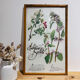 Cadre herbier de pharmacie