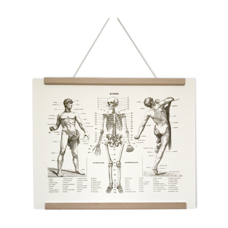 Anatomical poster representing the body of the man and his skeleton