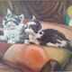 Tableau petits chats 1947