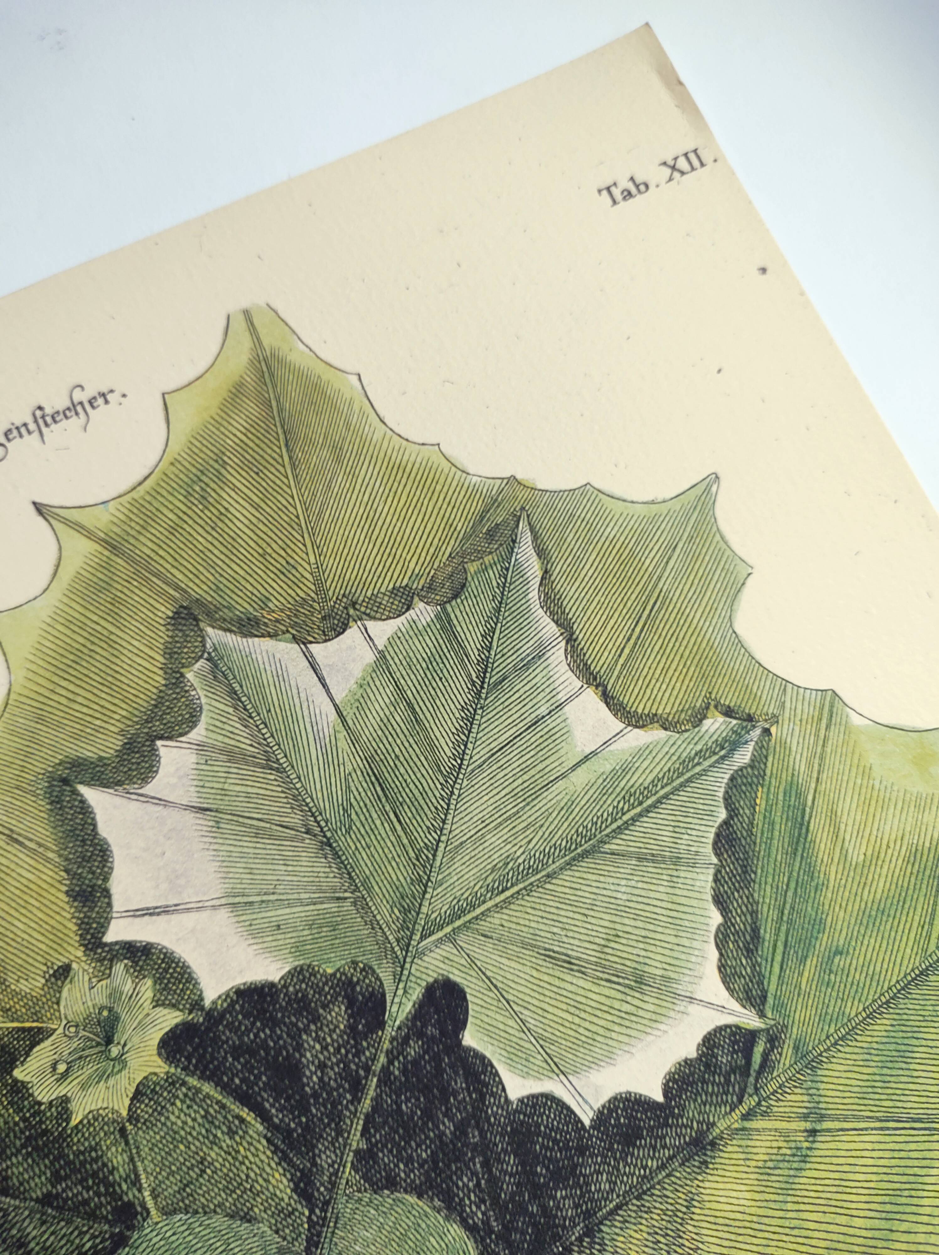 Old bird engraving - Flycatcher - Ornitology board by Seligmann & Catesby. 1973